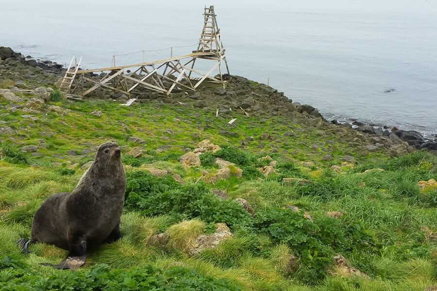 a seal on one of the pribilofo islands