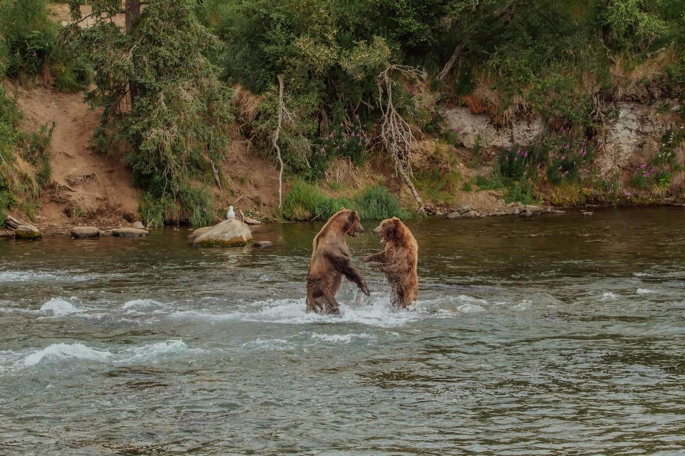 two bears fighting in an alaska river