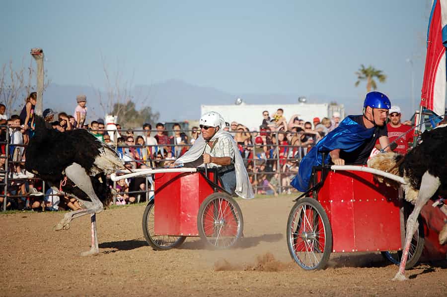 two ostriches racing at a festival