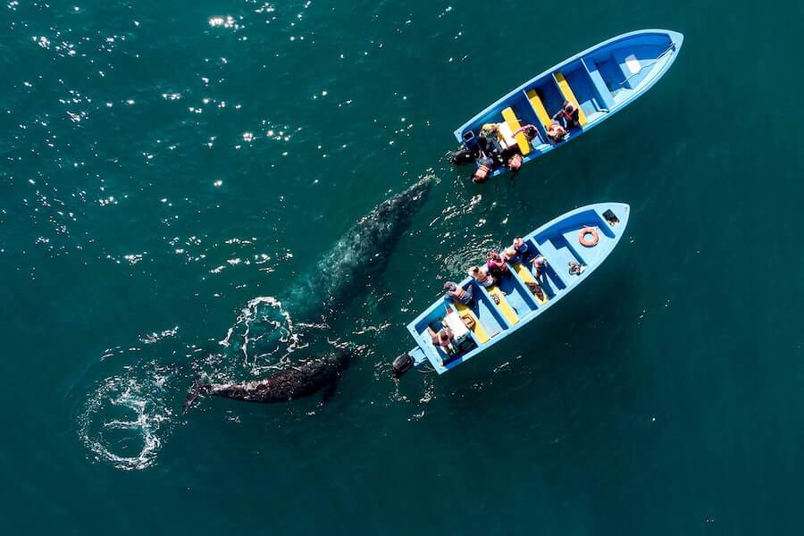 people in boats watching whales in california