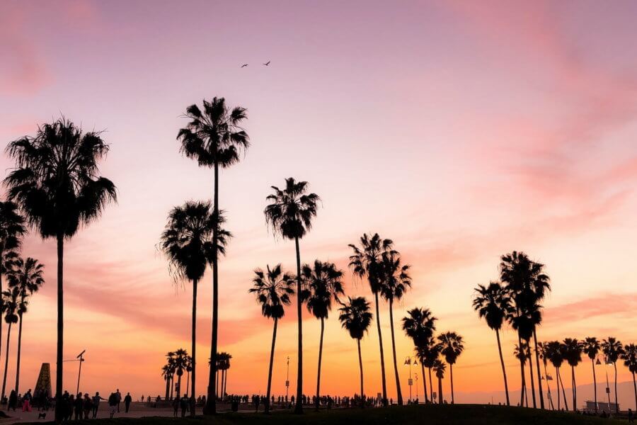 palm trees in front of a colorful california sunset
