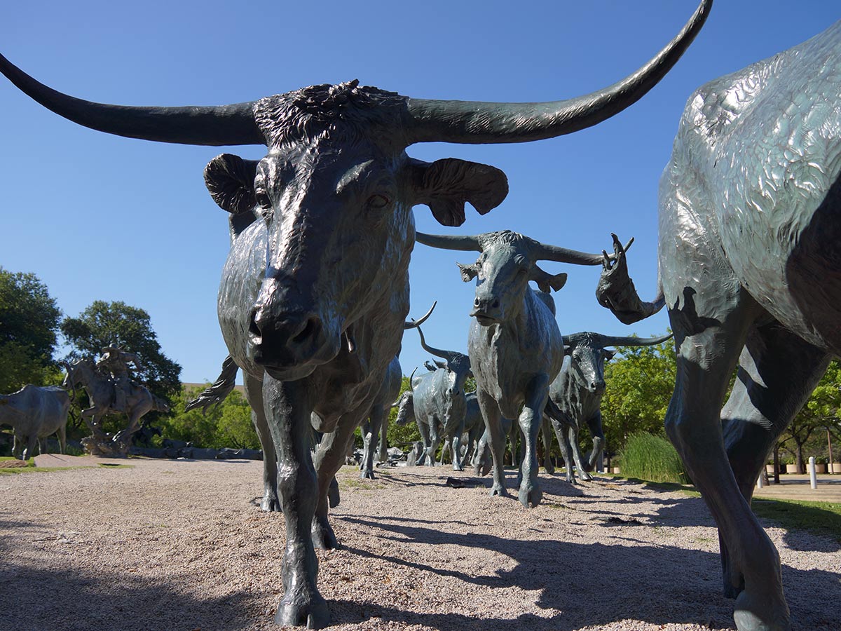 a bronze cattle sculpture in pioneer plaza in dallas