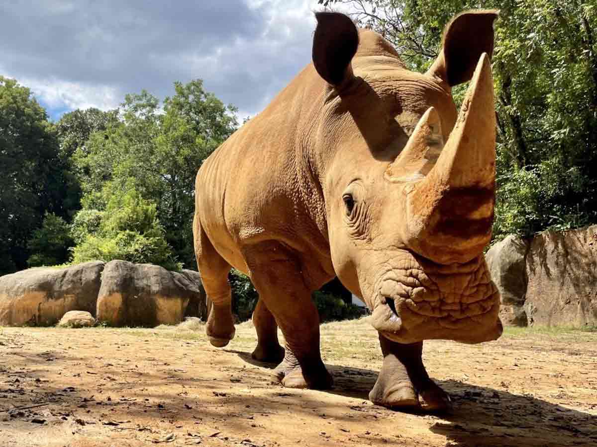 a rhino at zoo atlanta