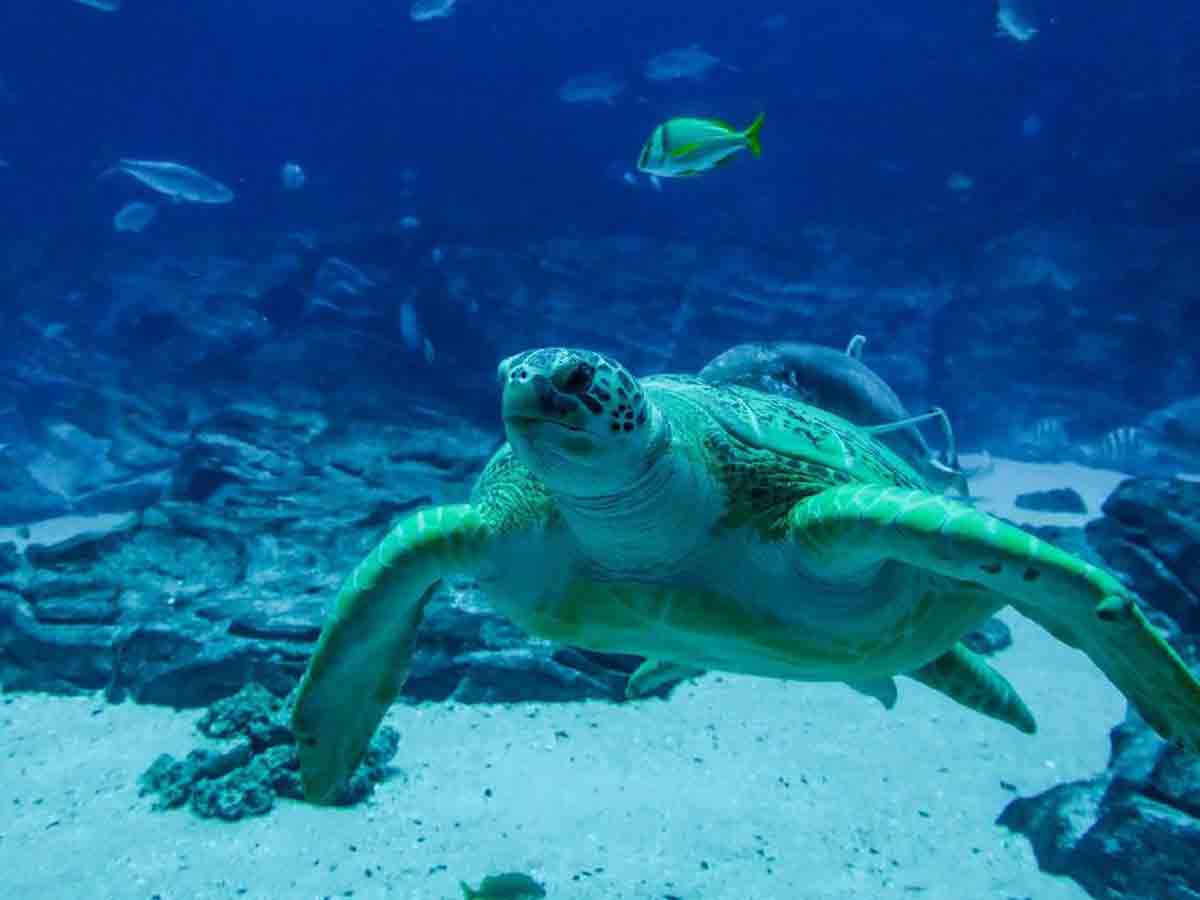 a sea turtle swims in a tank at the georgia aquarium