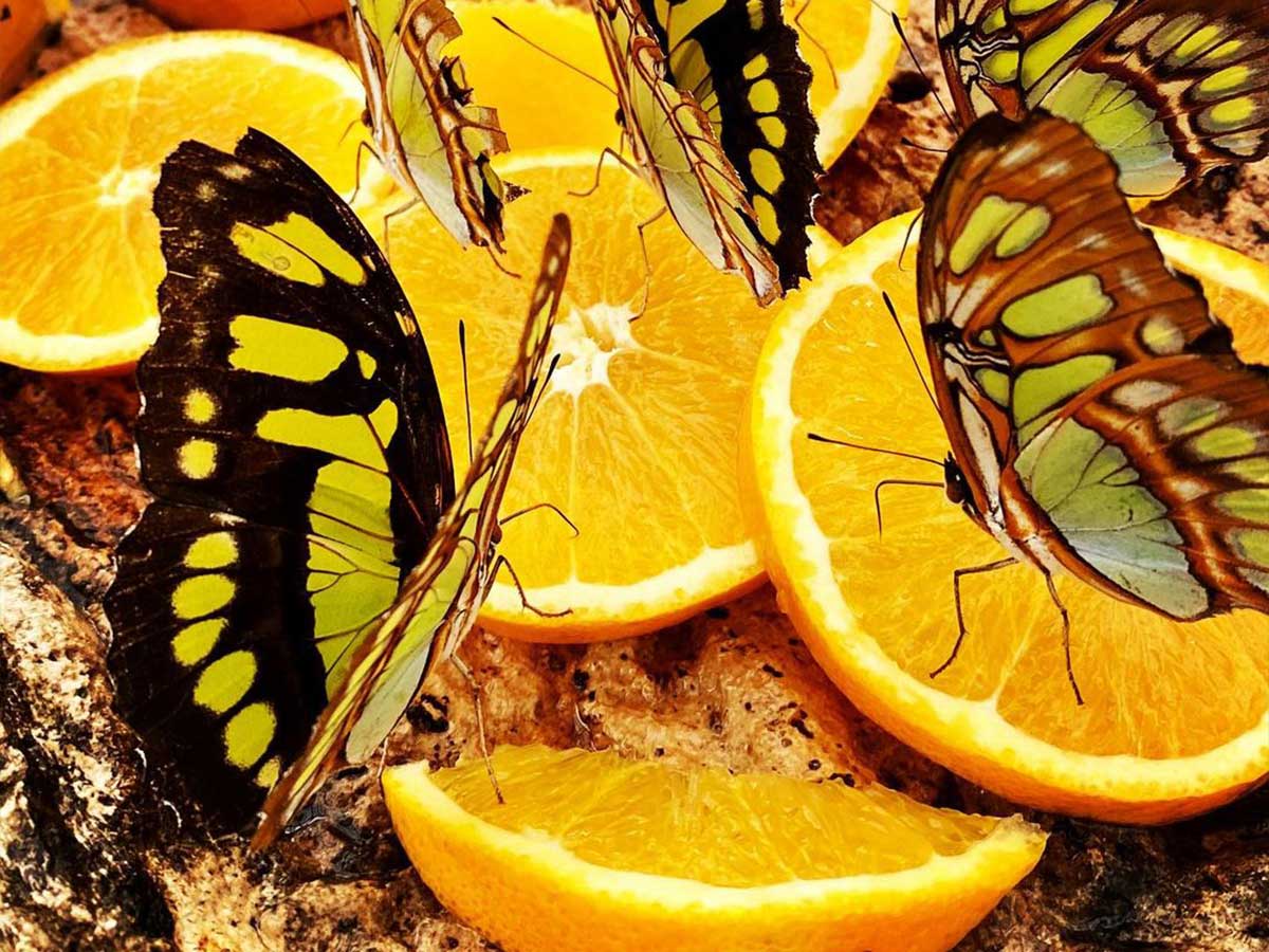 butterflies on orange slices at the cockrell butterfly center