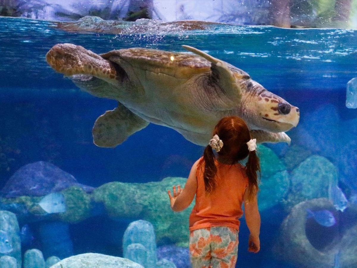 a young girl watches a turtle in a tank at the oklahoma aquarium