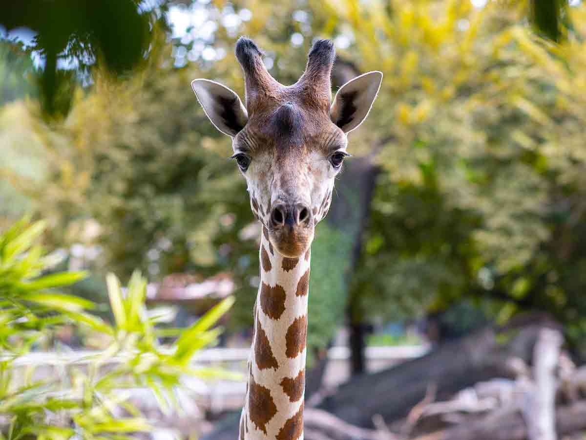 a giraffe at the fort worth zoo