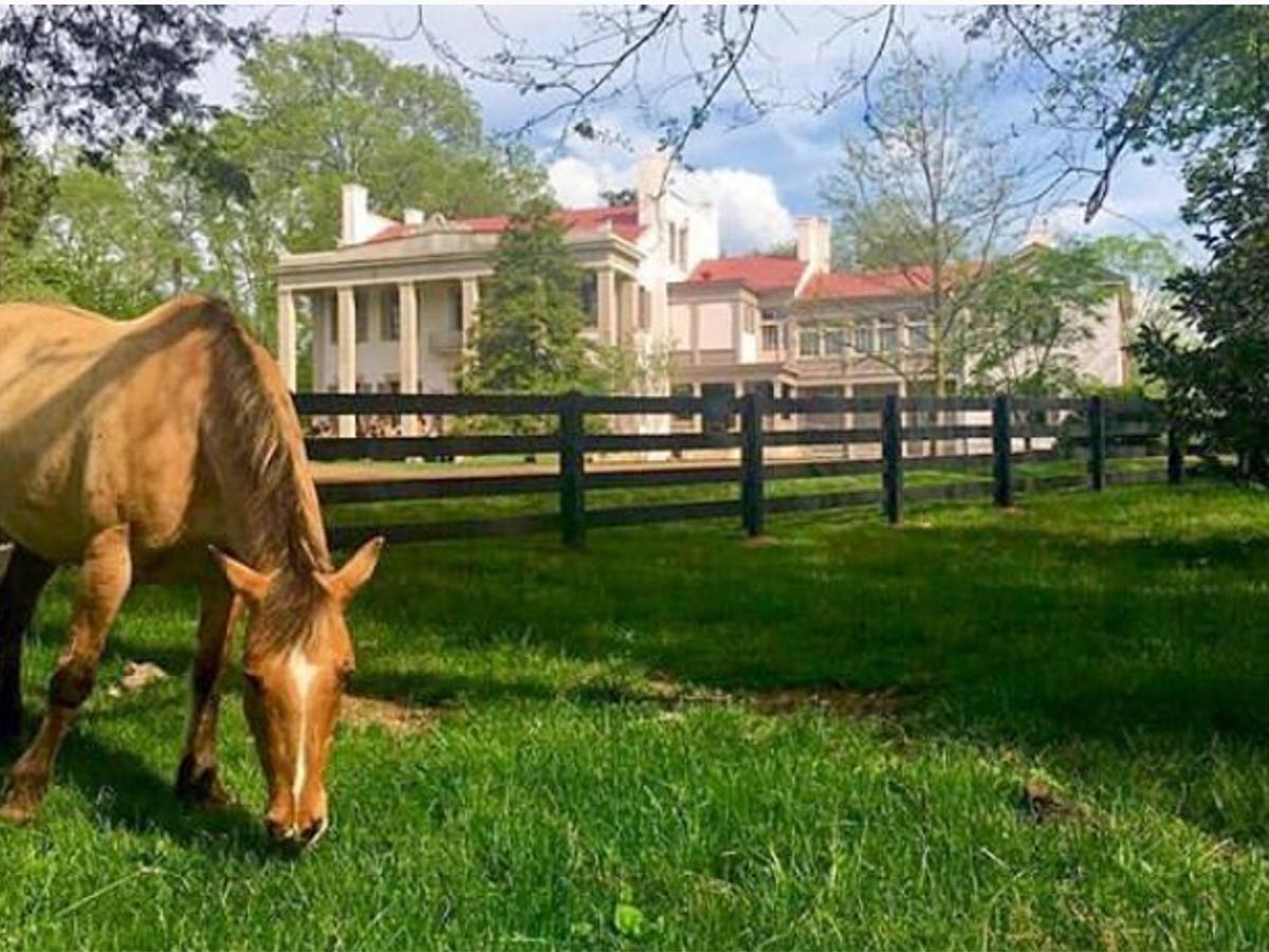 a horse on the property of belle meade