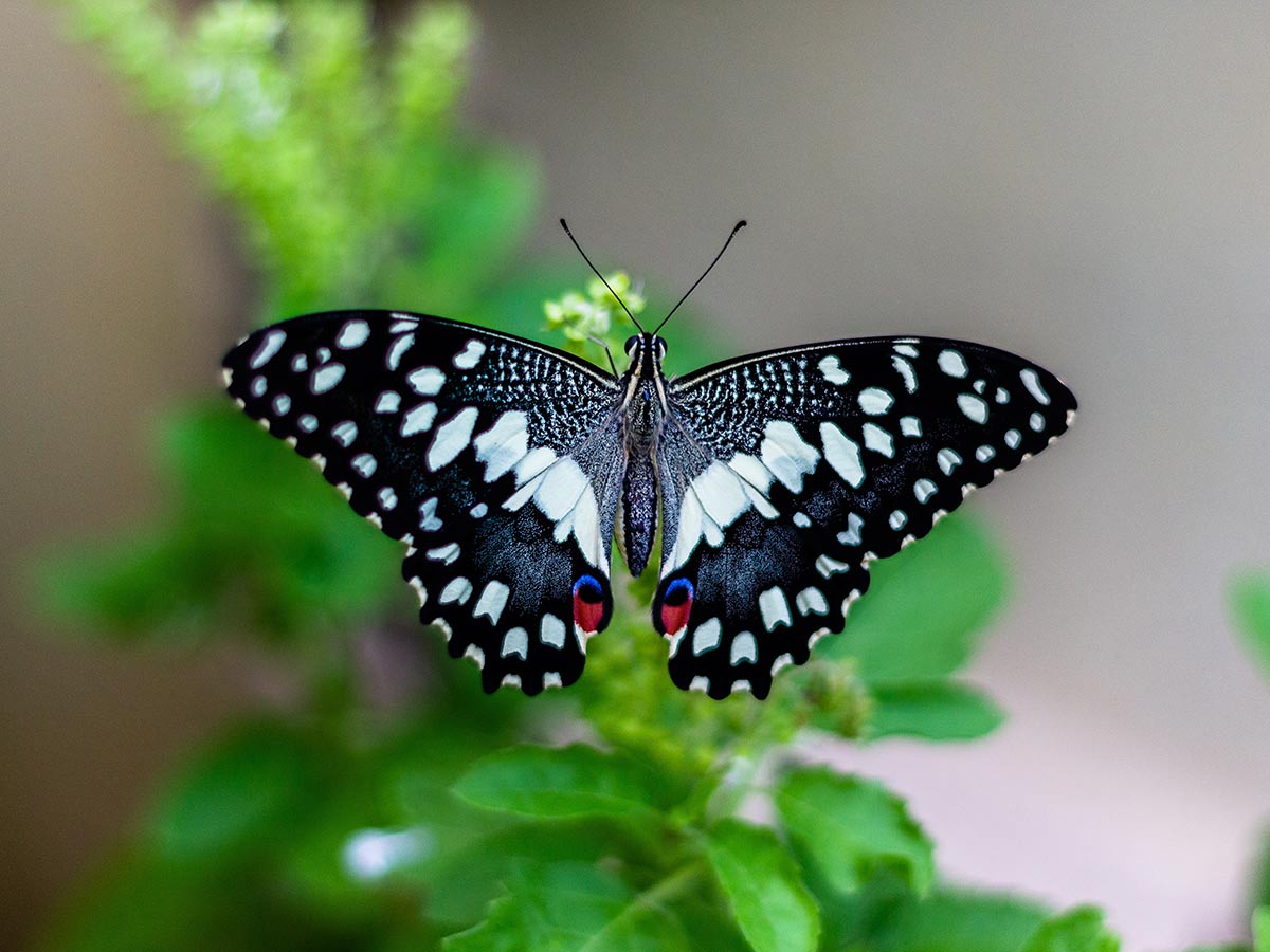 a close up of a black and white butterfly