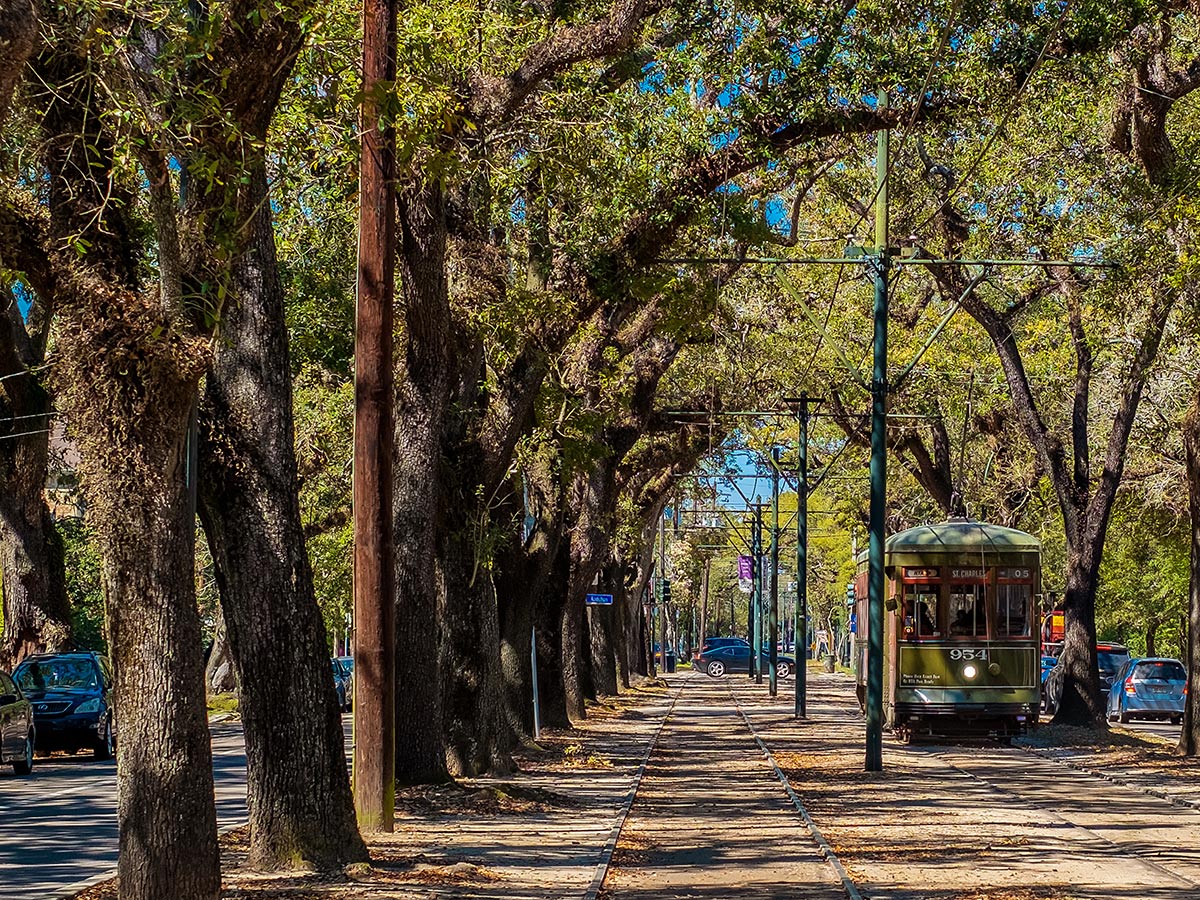 old trees arch over the historic tracks and carriages of the new orleans streetcar system