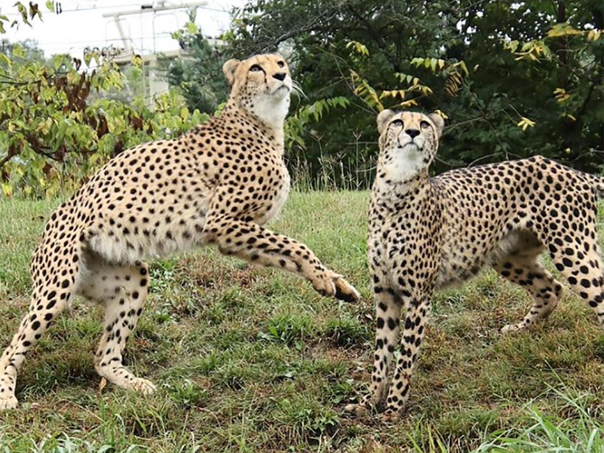 two cheetahs at the kansas city zoo