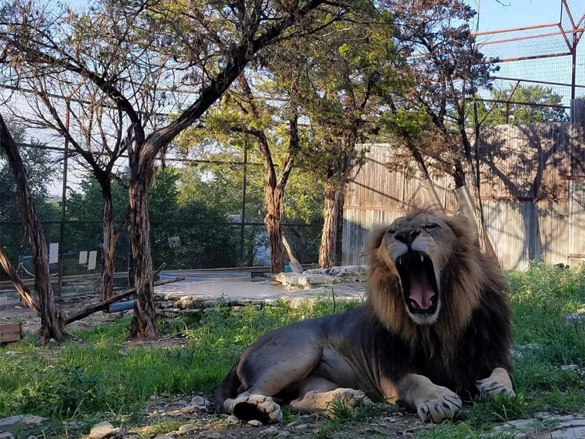 a lion in an enclosure at the austin zoo