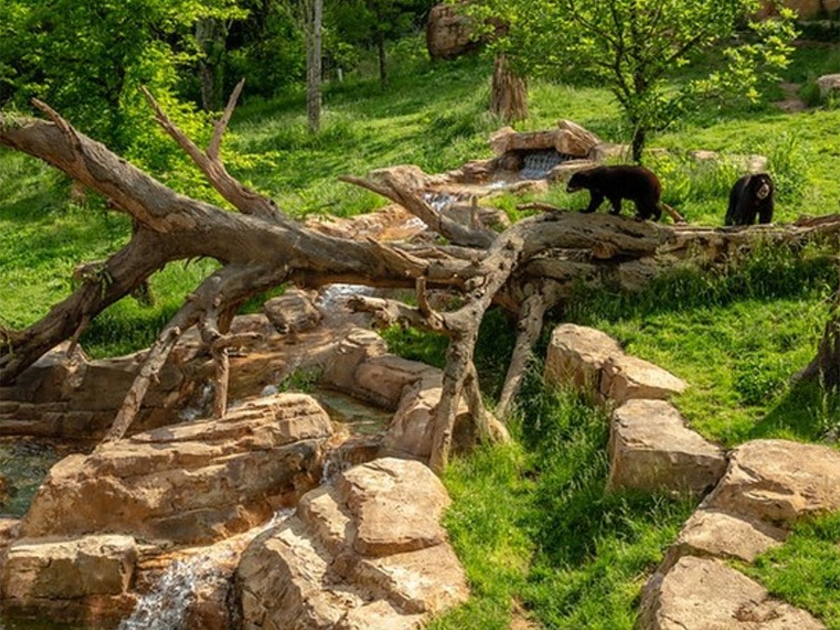 an enclosure at the zoo with bears