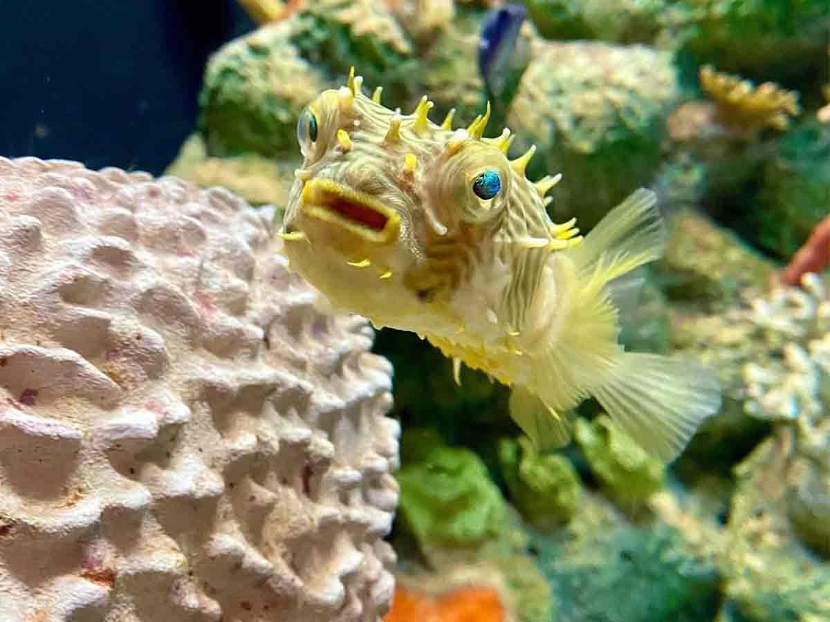 a puffer fish in a tank at the mcwane science center