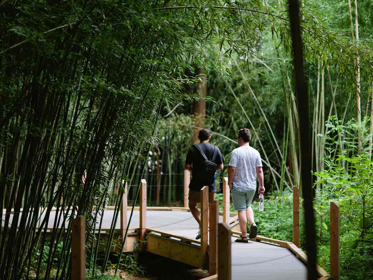 two people stroll through a bamboo grove at the birmingham botanical gardens