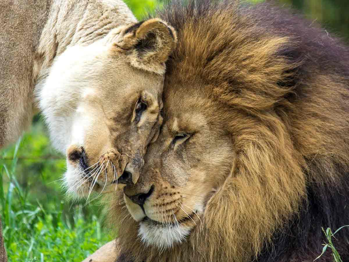 two lions nuzzle their heads at the birmingham zoo