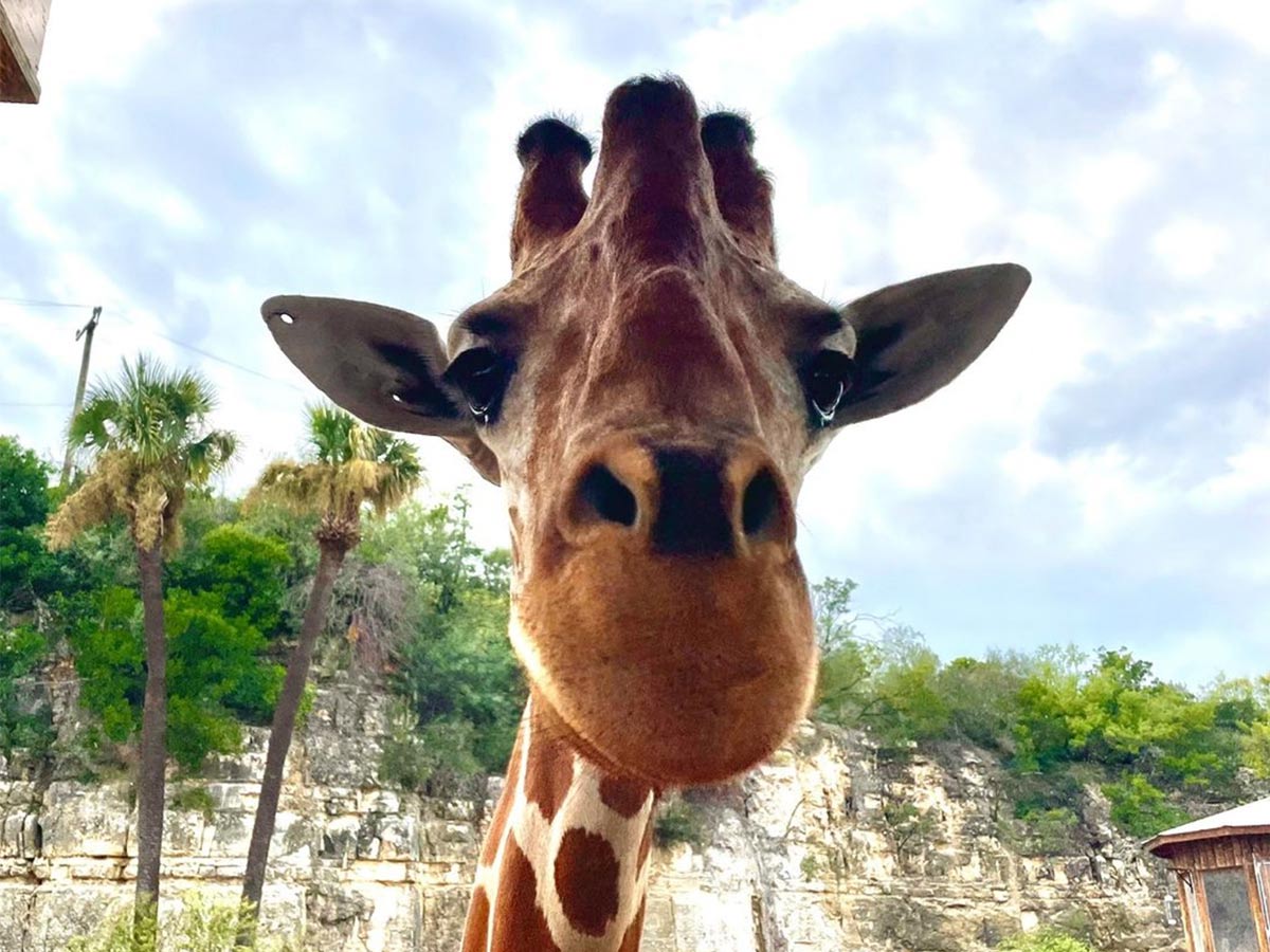 a close up of a giraffe at the san antonio zoo