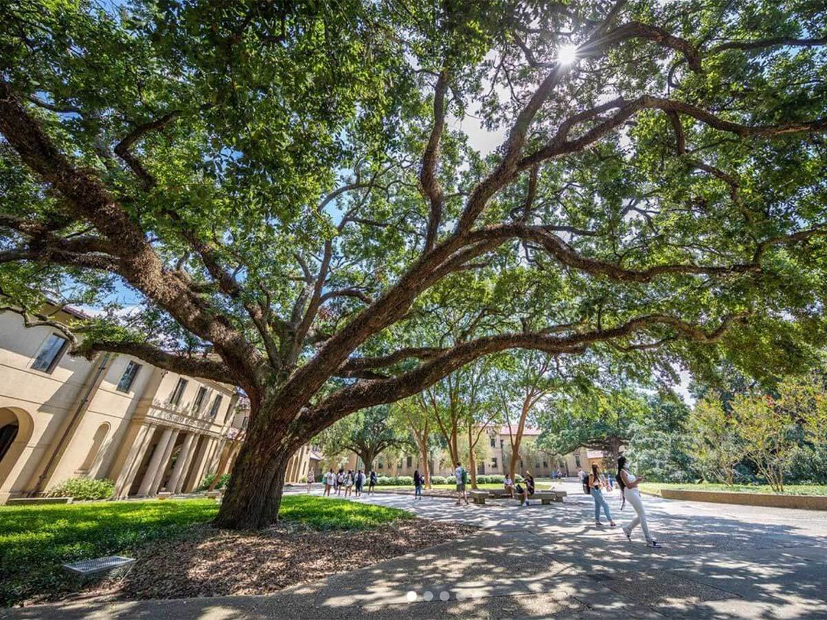 a large tree on the campus of louisiana state university