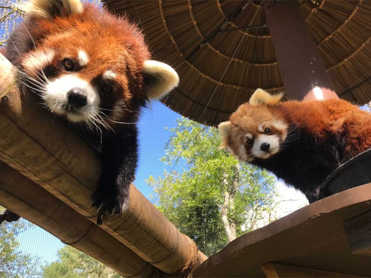 a pair of red pandas at the western north carolina nature center