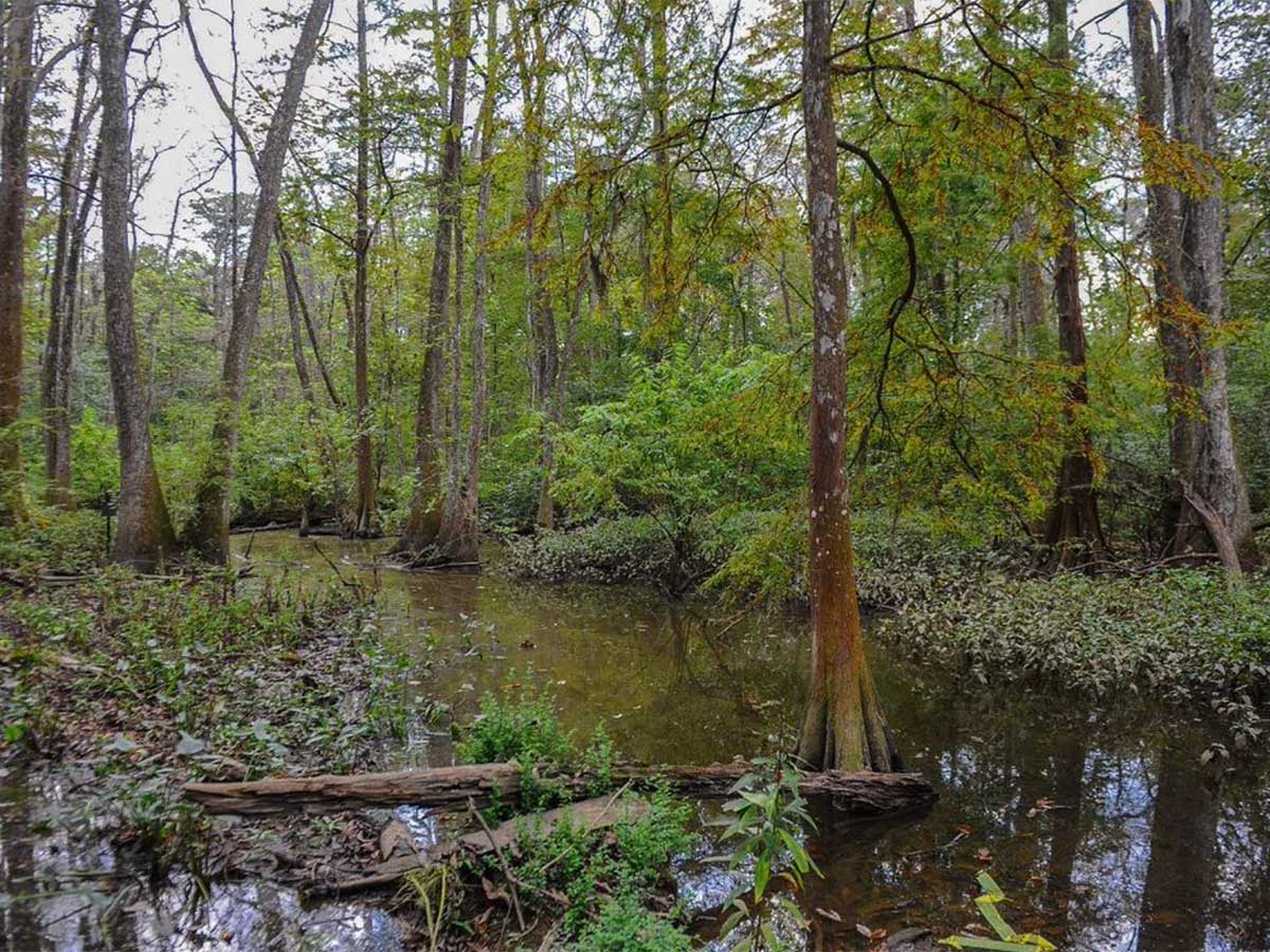 a landscape of trees in the bluebonnet swamp near baton rouge