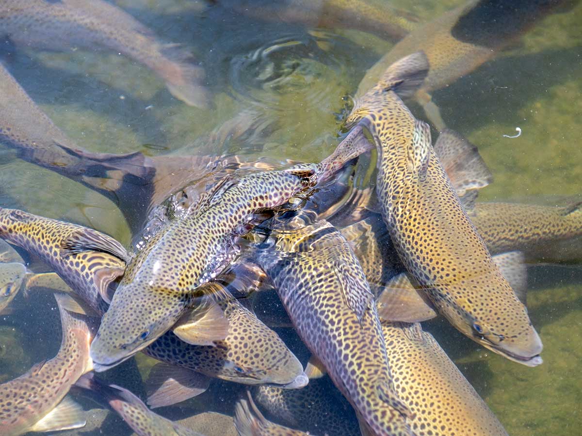 a group of rainbow trout at a popular fishing area in asheville, north carolina