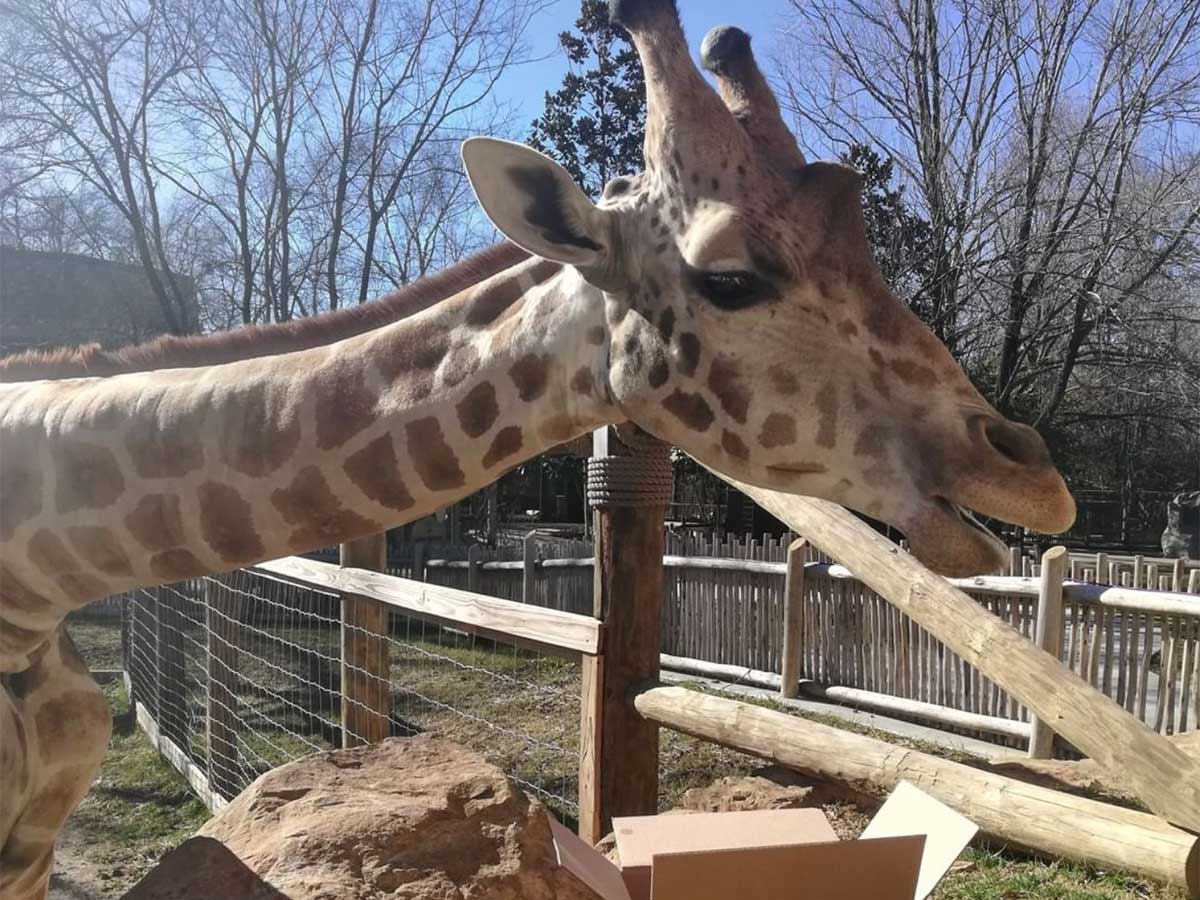 a giraffe at the chattanooga zoo