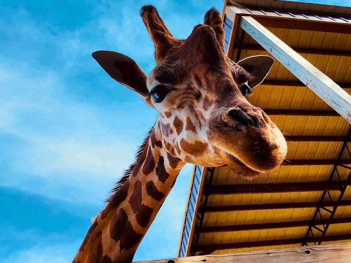 a giraffe at harmony safari park in huntsville alabama