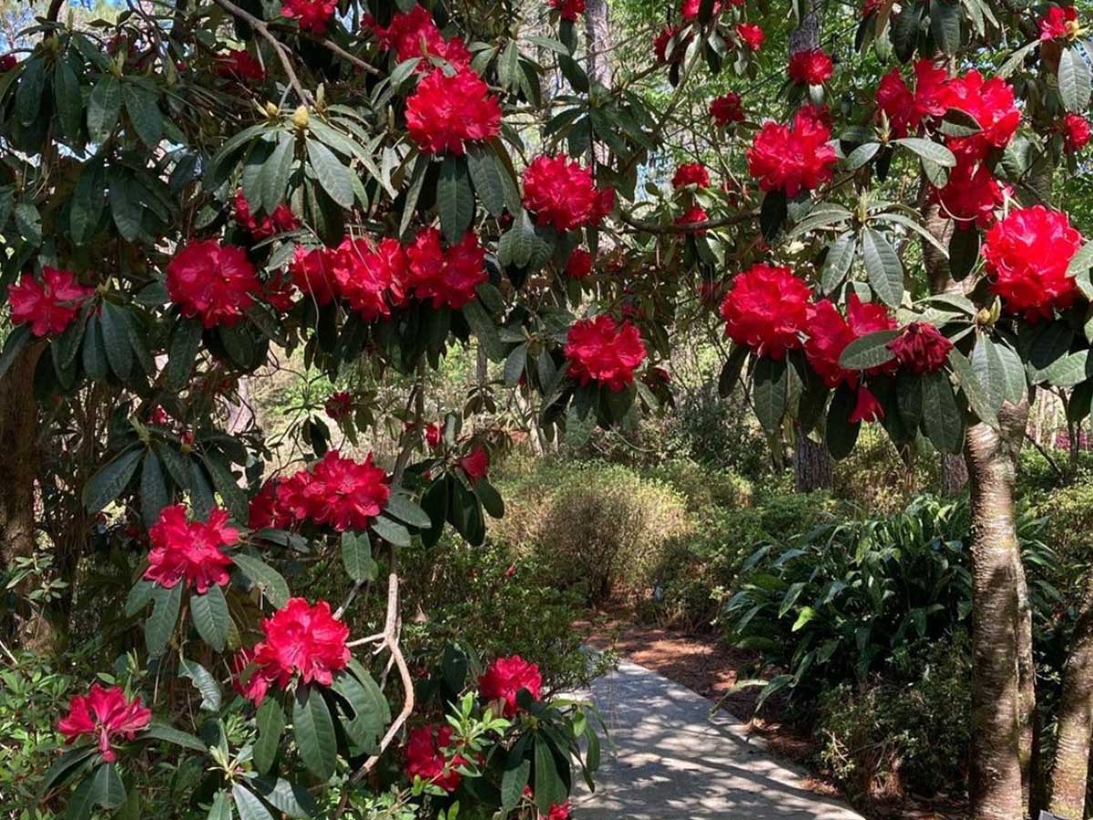 azaleas bloom over a path at the mobile botanical gardens