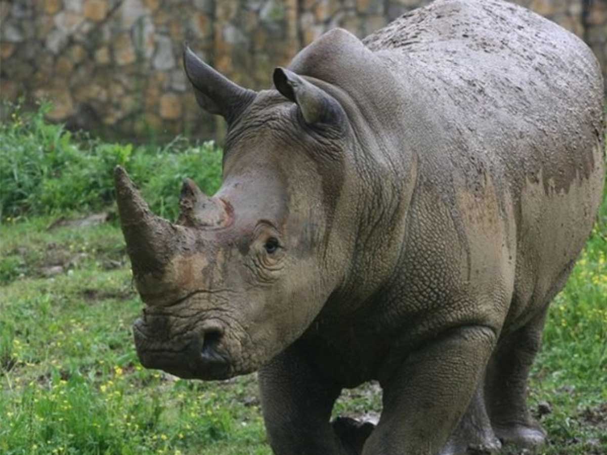 a rhinoceros at the jackson mississippi zoo