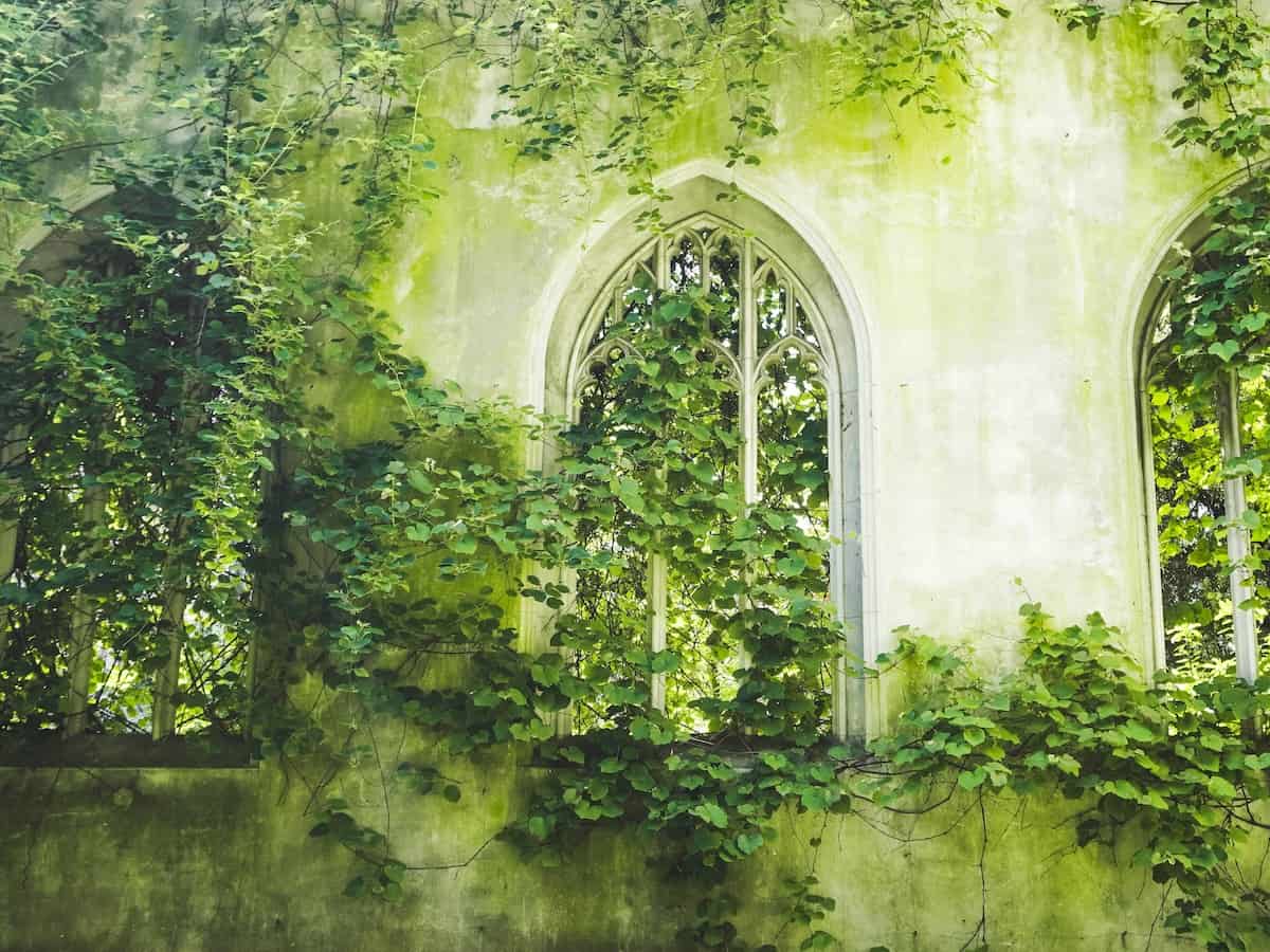 a view of a st. dunstan in the east wall covered in ivy