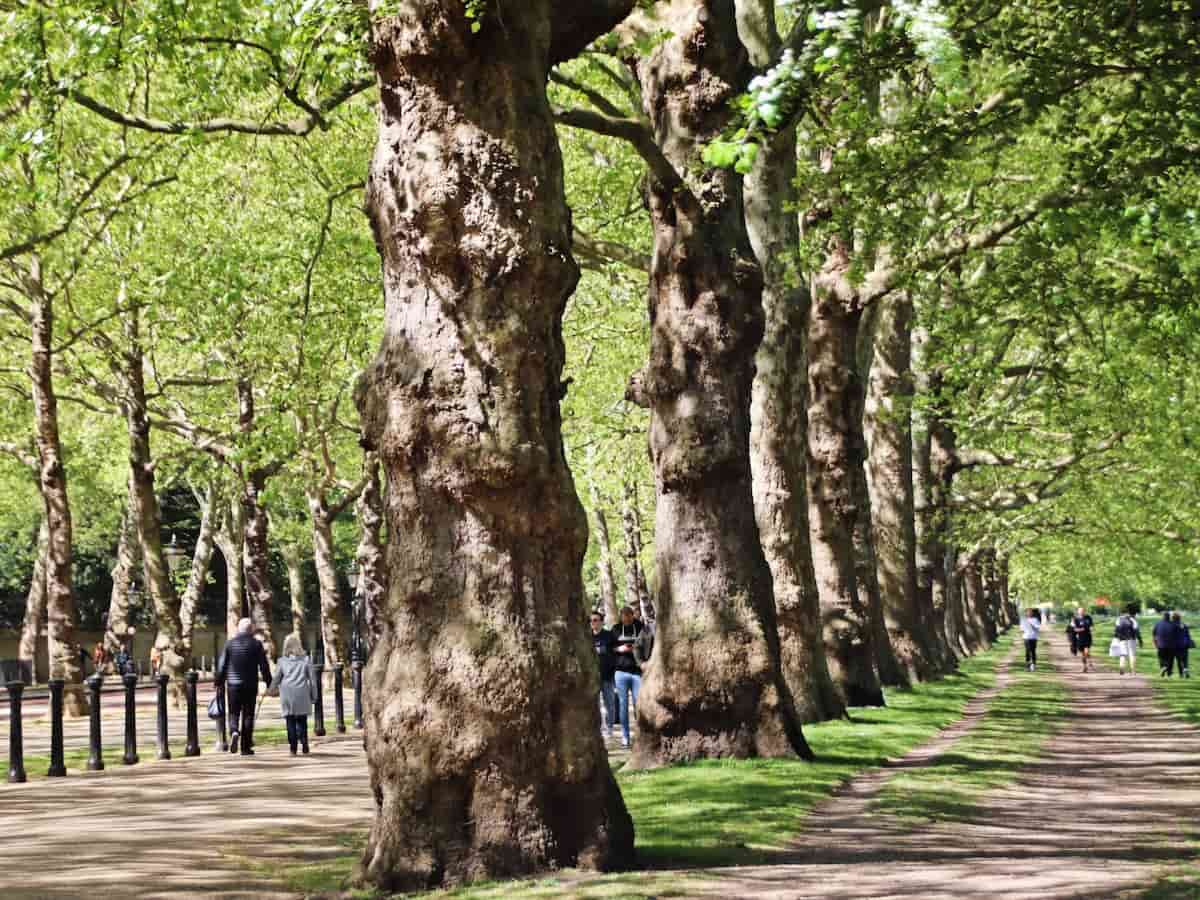 tree-lined walkways in green park near buckingham palace in london