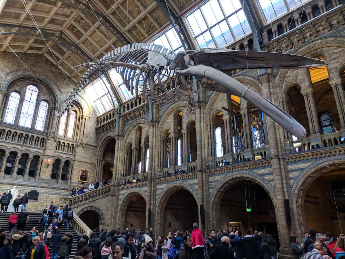a whale skeleton hangs inside the natural history museum in london