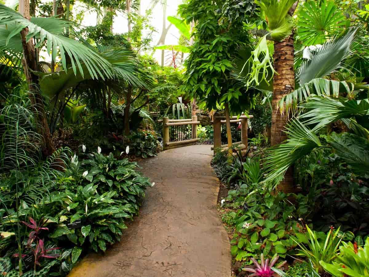 a path through the tropical plant portion of the denver botanic gardens