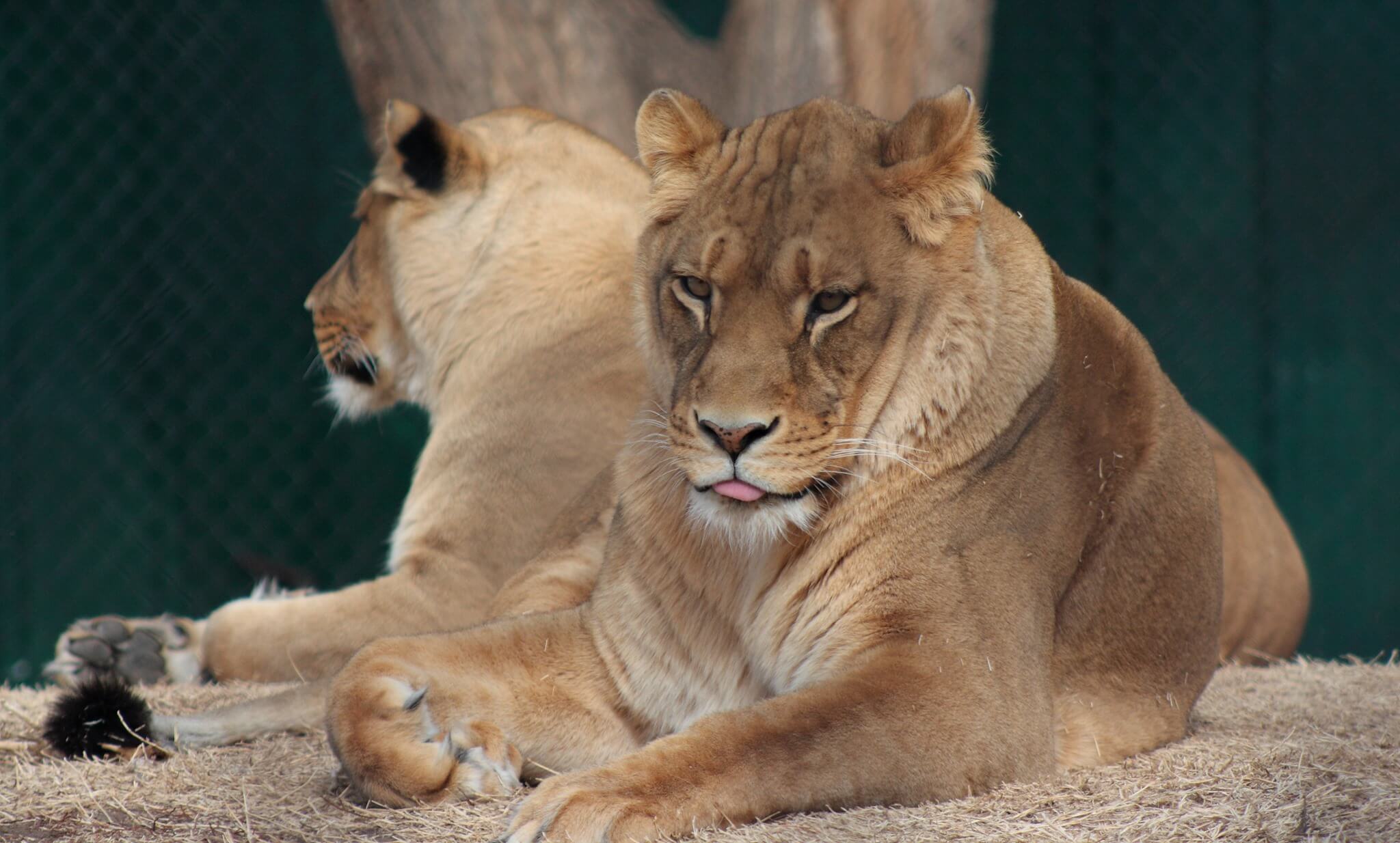 lionesses at the amarillo zoo