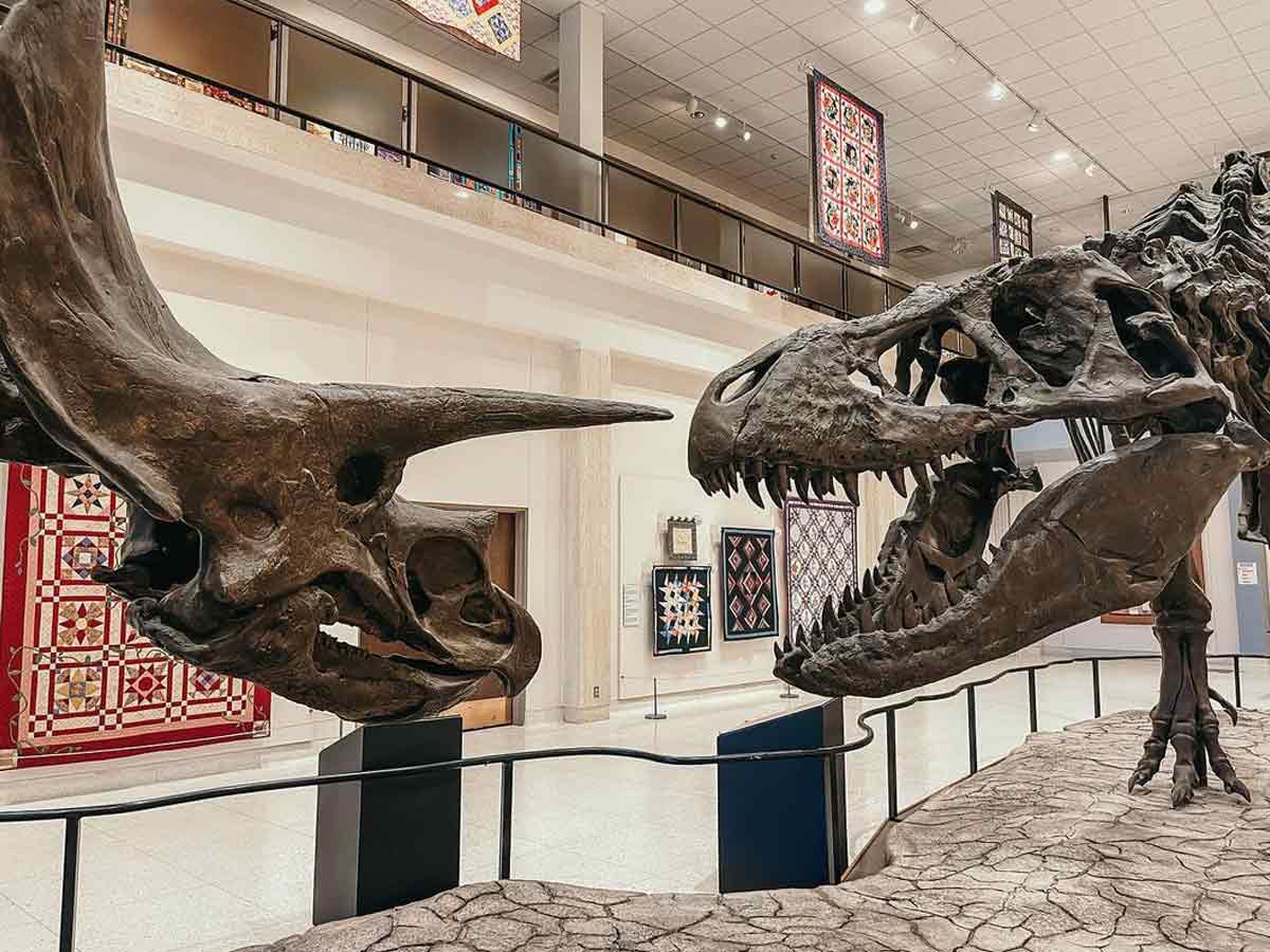 an exhibit of dinosaur bones ath the musuem of texas tech university