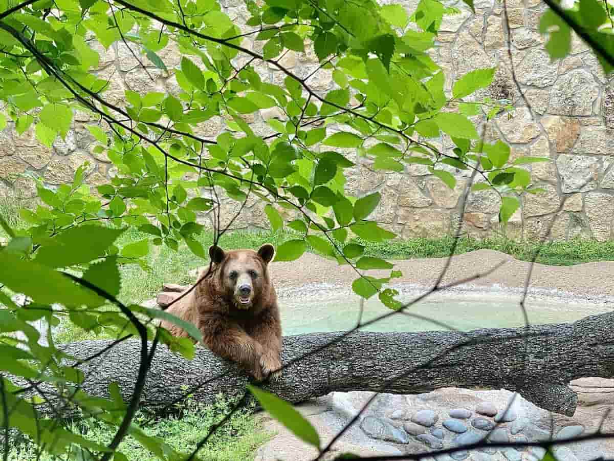 a bear enjoying the habitat at baylor university in waco, texas