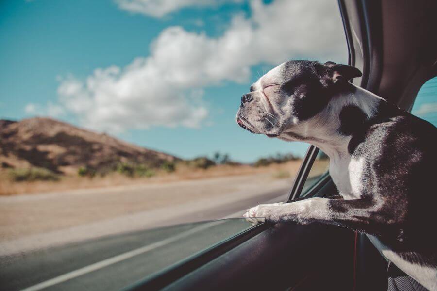 Dog sticking its head out of a car window on a ride