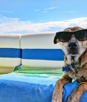 a dog sitting on a boat with sunglasses on his face