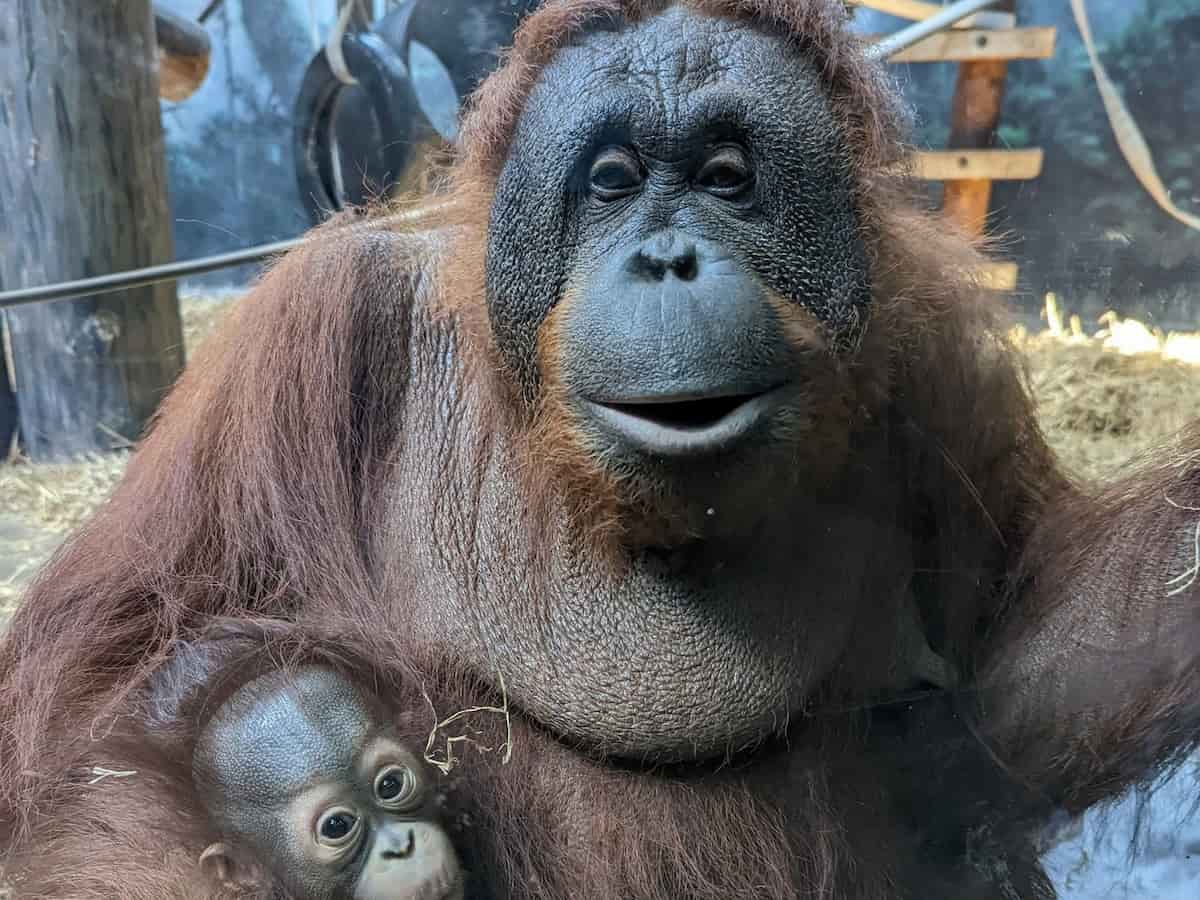 two orangutans at the henry vilas zoo in madison