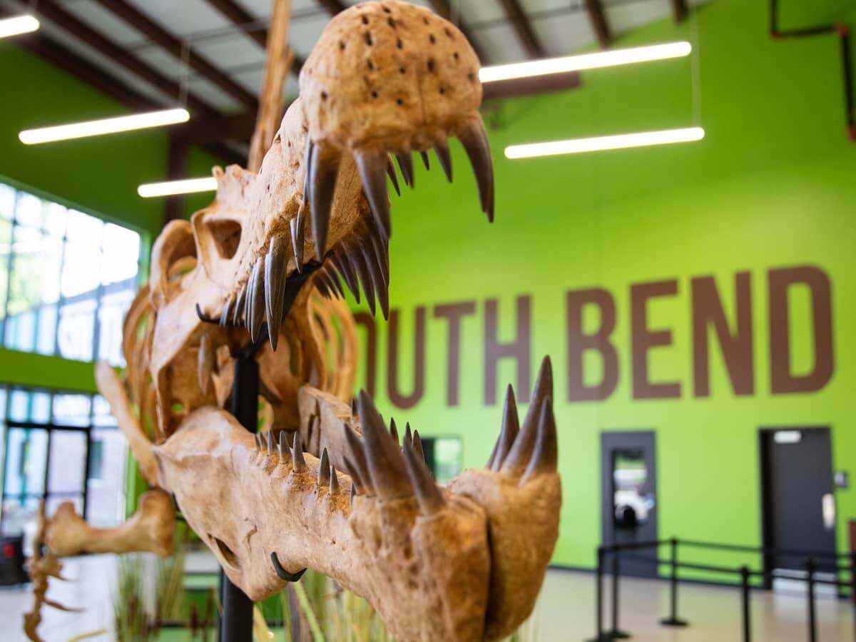 a skeleton mouth of a dinosaur at the indiana dinosaur museum