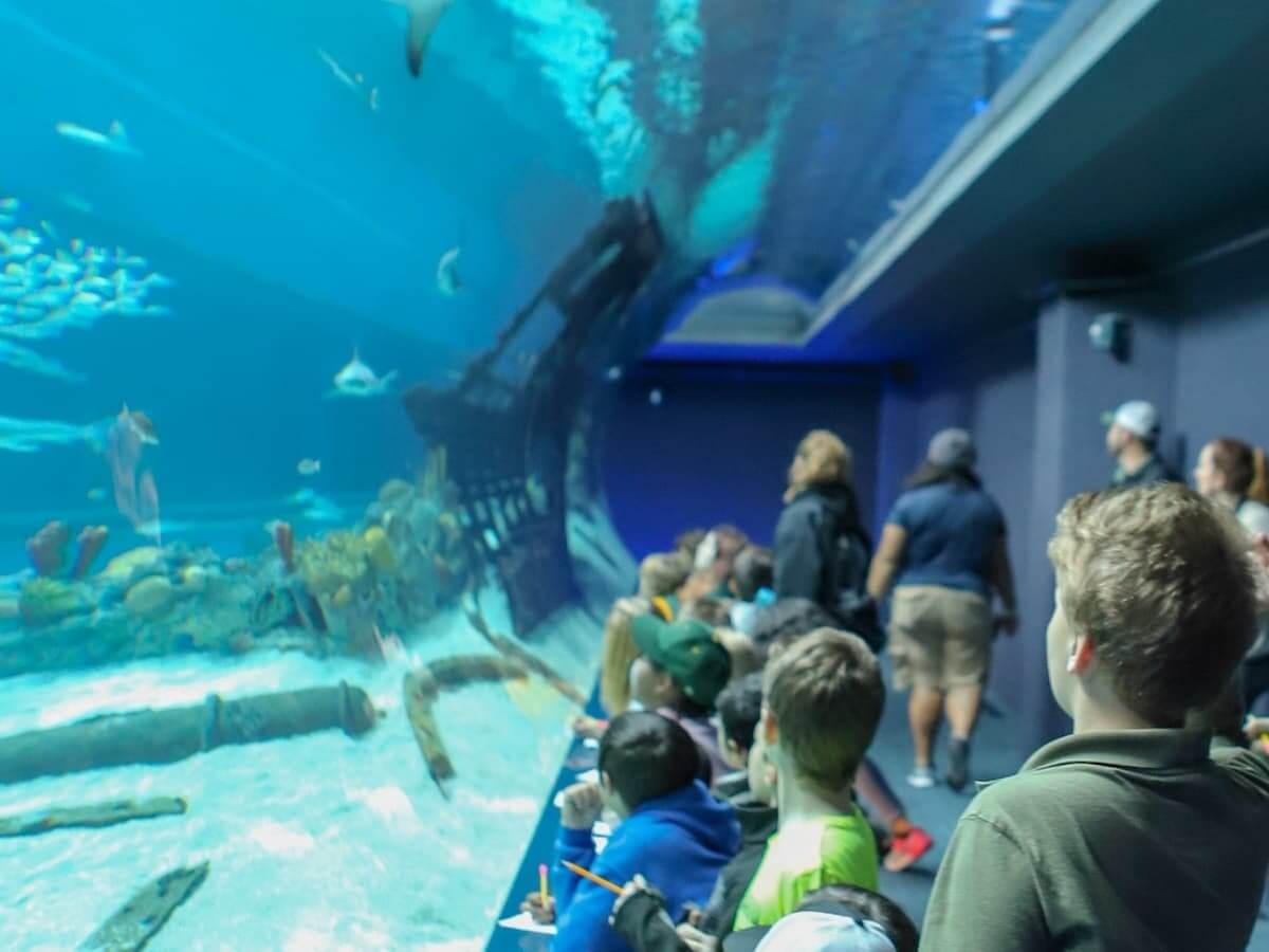 children view sea creatures in a water tank at the texas state aquarium