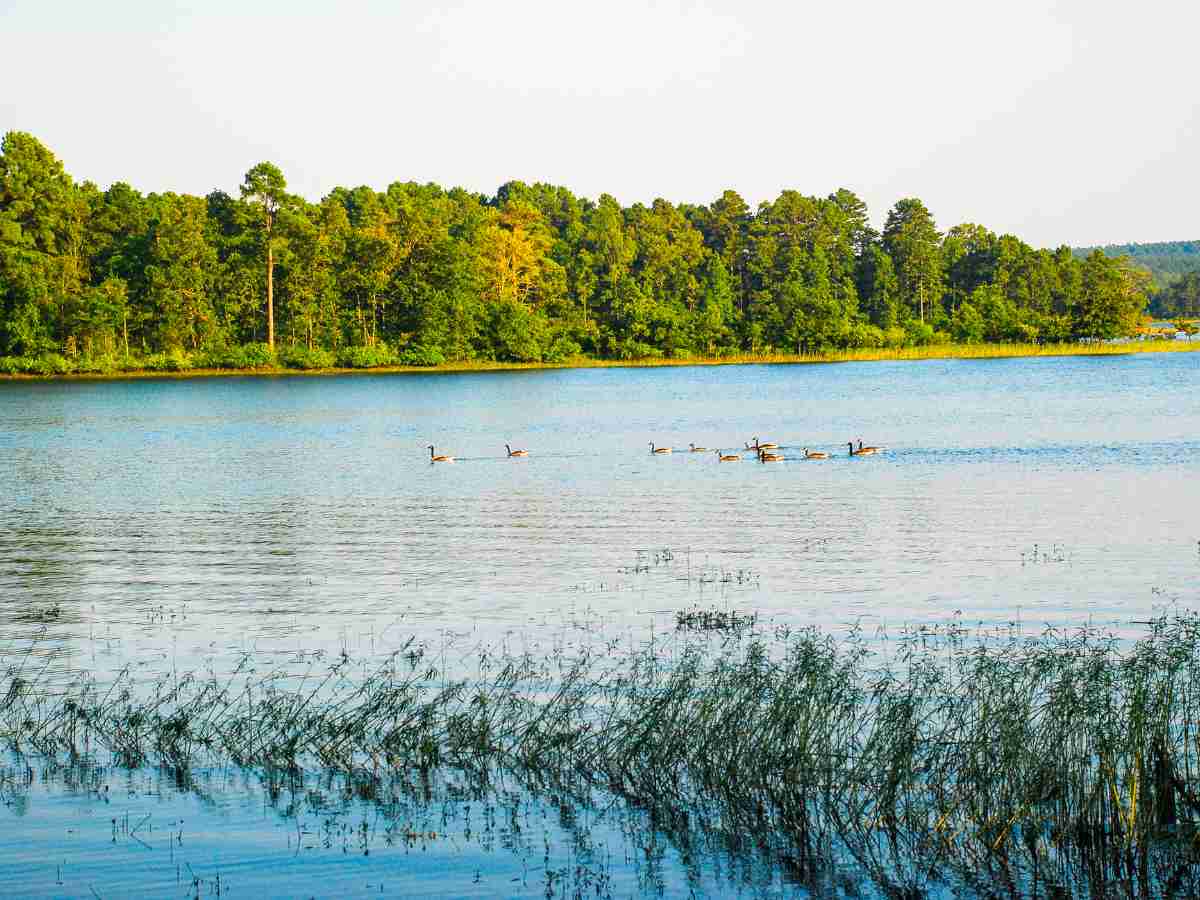 View of geese on the water of Lake DeGray