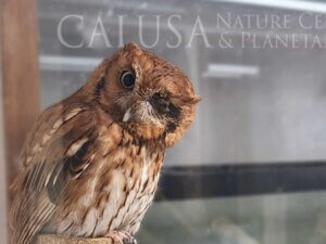 Calusa Nature Center and Planetarium Fort Myers