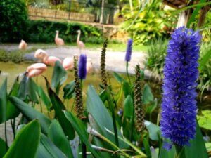 Sunken Gardens