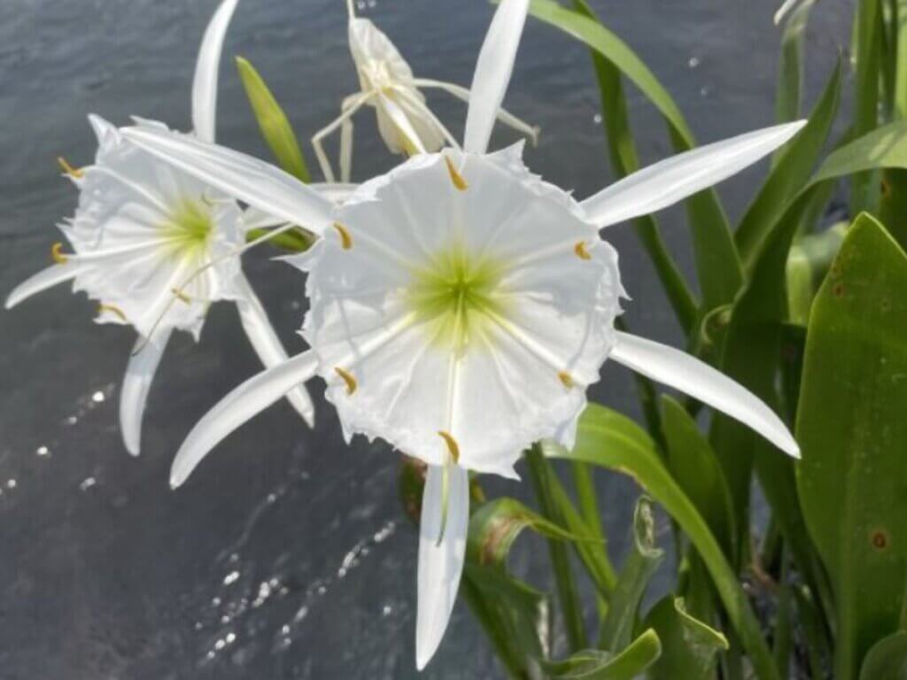 Large white flower in the Phinizy Swamp