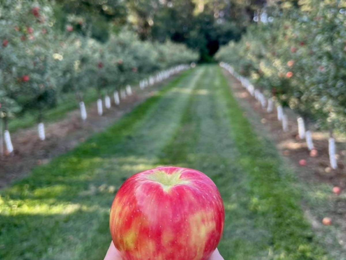 an apple in an orchard at Aamodt's Apple Farm in minnesota