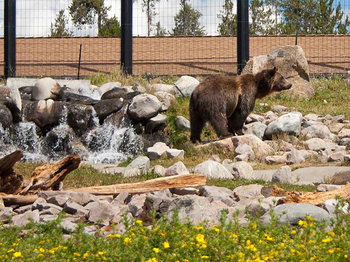 Grizzly & Wolf Discovery Center in Montana