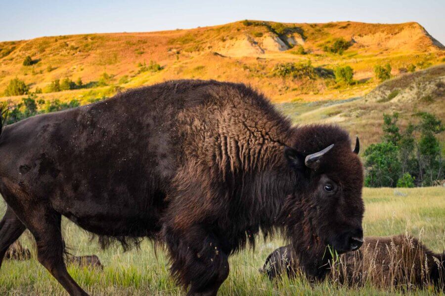 Theodore Roosevelt National Park Bison