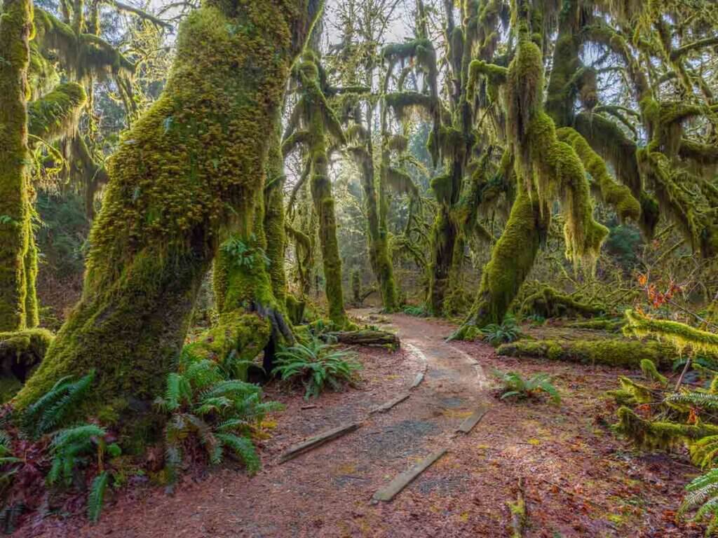Hoh Rainforest Trail
