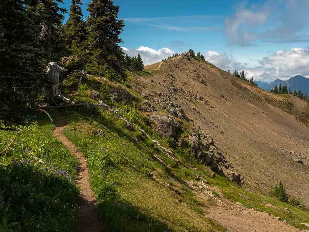 Hurricane Ridge Trail